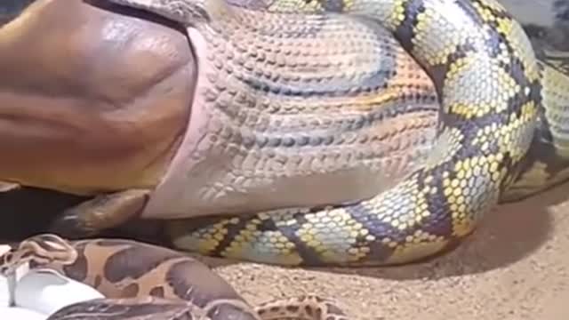 WORLD BIGGEST SNAKE EVER