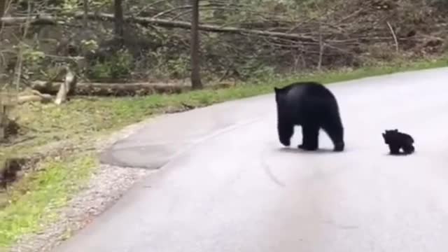 Couple wait Patiently in car as mama black bear gets her cubs safely across the road