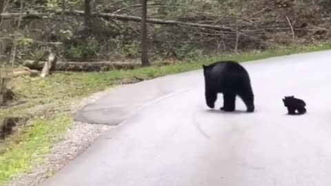 Couple wait Patiently in car as mama black bear gets her cubs safely across the road