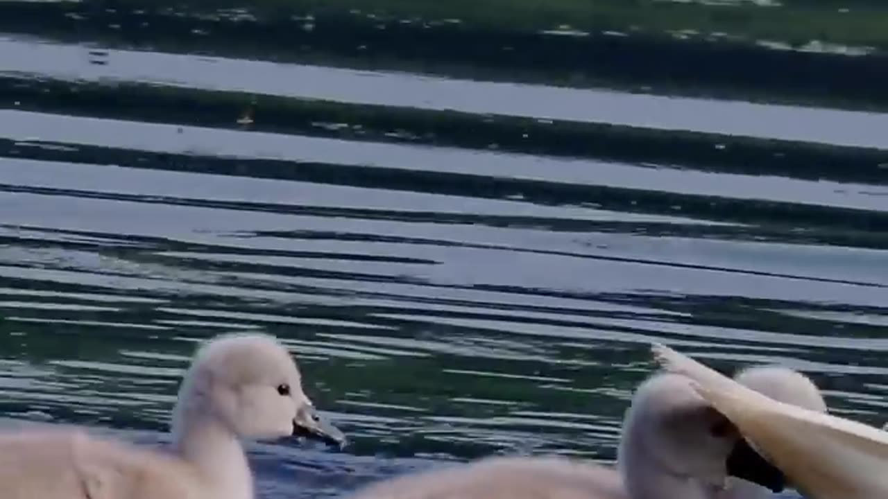 096🐤 Mute Swans - Get Off A Free Ride - Thank You, Mommy!