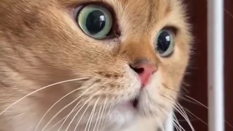 Funny cats 😺😅 fails funny animals videos 🤭🤣 funny video compilation 🔥💫 cute cat