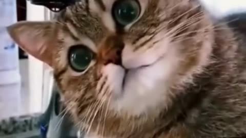 Very Funny Cat Moment