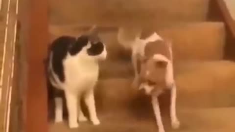 Funny cats 🤣