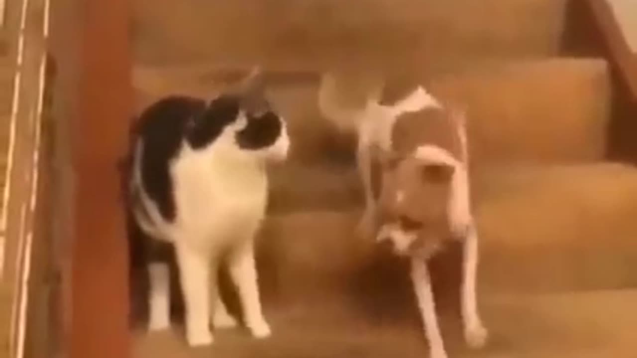 Funny cats 🤣