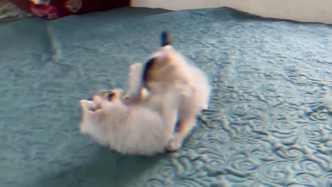 Cute cats 🥰 fighting | see first |