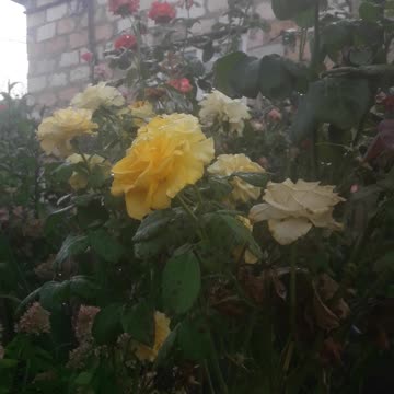 Roses while watering