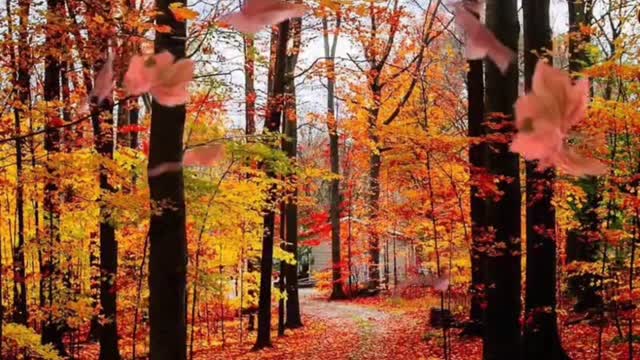 fiery maple forest