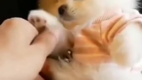 Funny animal videos