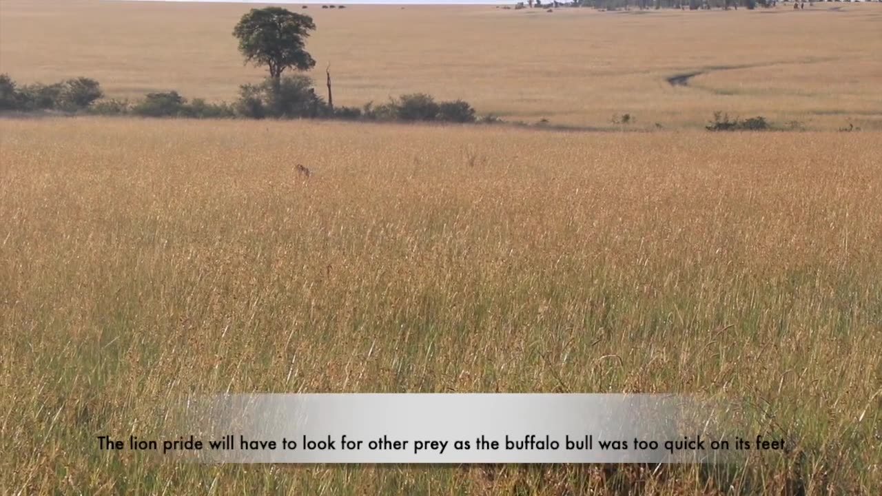 Lions in the wild sneak up to a buffalo!