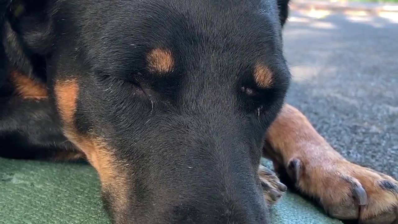 Cut dog pretending to sleep 😴🥱