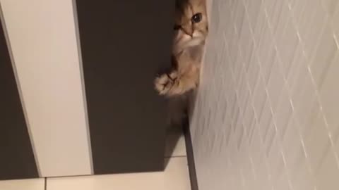 Prison break version Kitten !!!