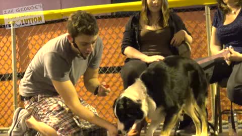 DOG TRAINING IN SIMPLE WAYS
