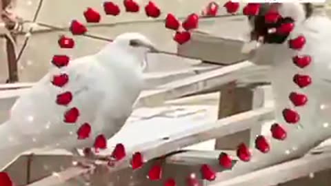 Funny cat twist catching a bird