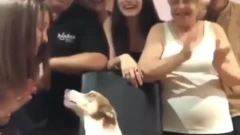Un chien fête son anniversaire très hilarant 🐾