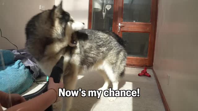 The dog plays with a hair dryer