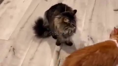 Funny cat viral video