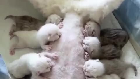 #cute cat Feeding its babies