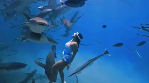 Diving with Sharks