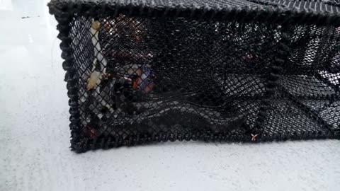 Marine life freed during plastic purge in Norwegian fjord