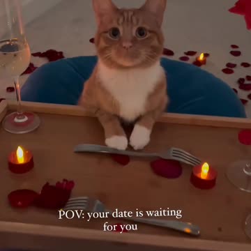 Your date is waiting for you 😺 Joy Funny Factory