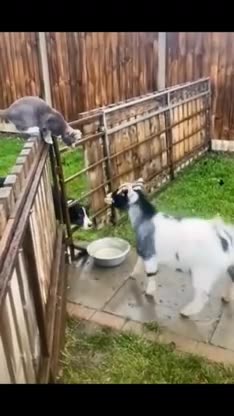 Cats in Action: Funniest Clips