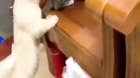 funny animals video