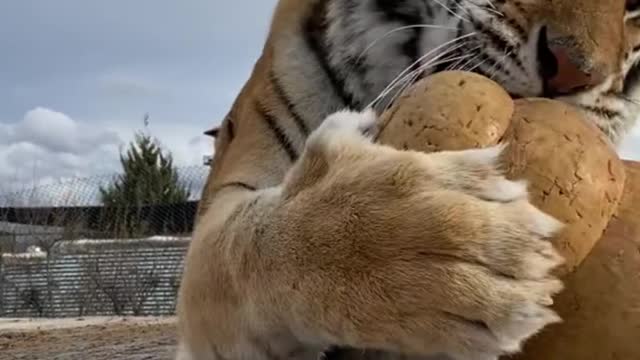 The tiger is playing with toys