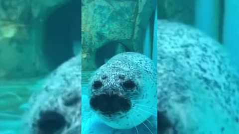 cute little seal