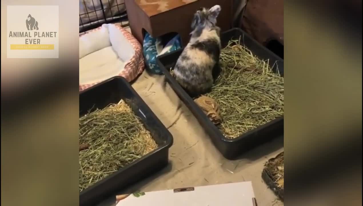 Bunny video