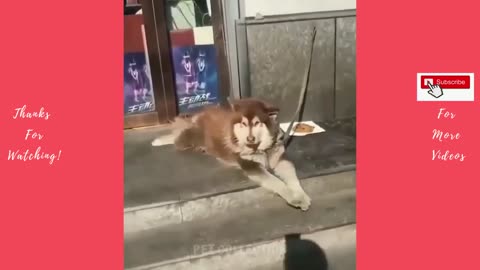 FUNNY ANIMAL PET VIDEO - Funny Dog Videos