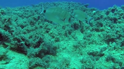 Ocean life