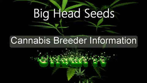 Big Head Seeds - Cannabis Strain Series - STRAIN TV