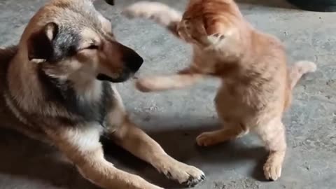 Funny cat and dog video