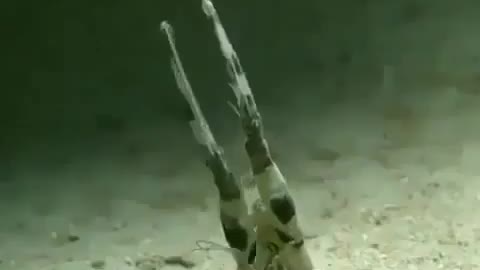 This is a beautiful and charming water-dwelling species