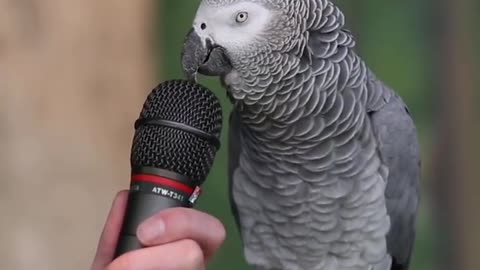 Talking Parrot CREEEEEZYYY