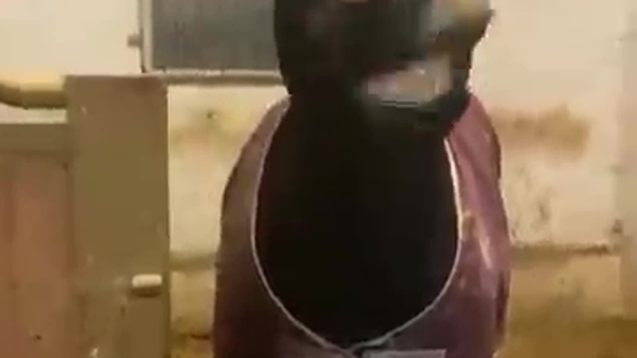 Funny dog video
