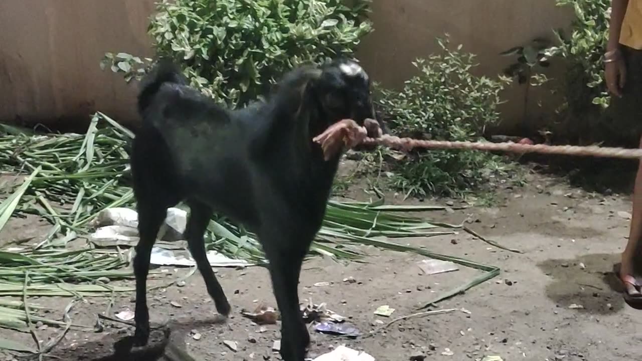 FUNNY ANIMAL VS BOY FIGHT |HOW GOAT IS FIGHTING WITH THIS BOY FUNNY SCEAN