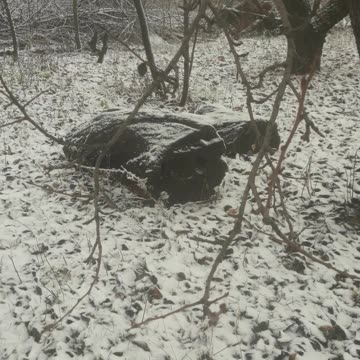 December in the Garden