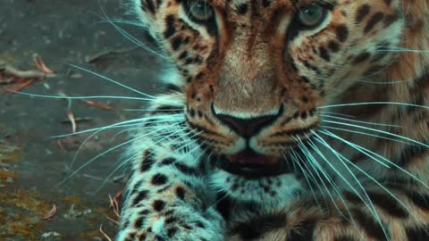 Mandatory grooming 🐆