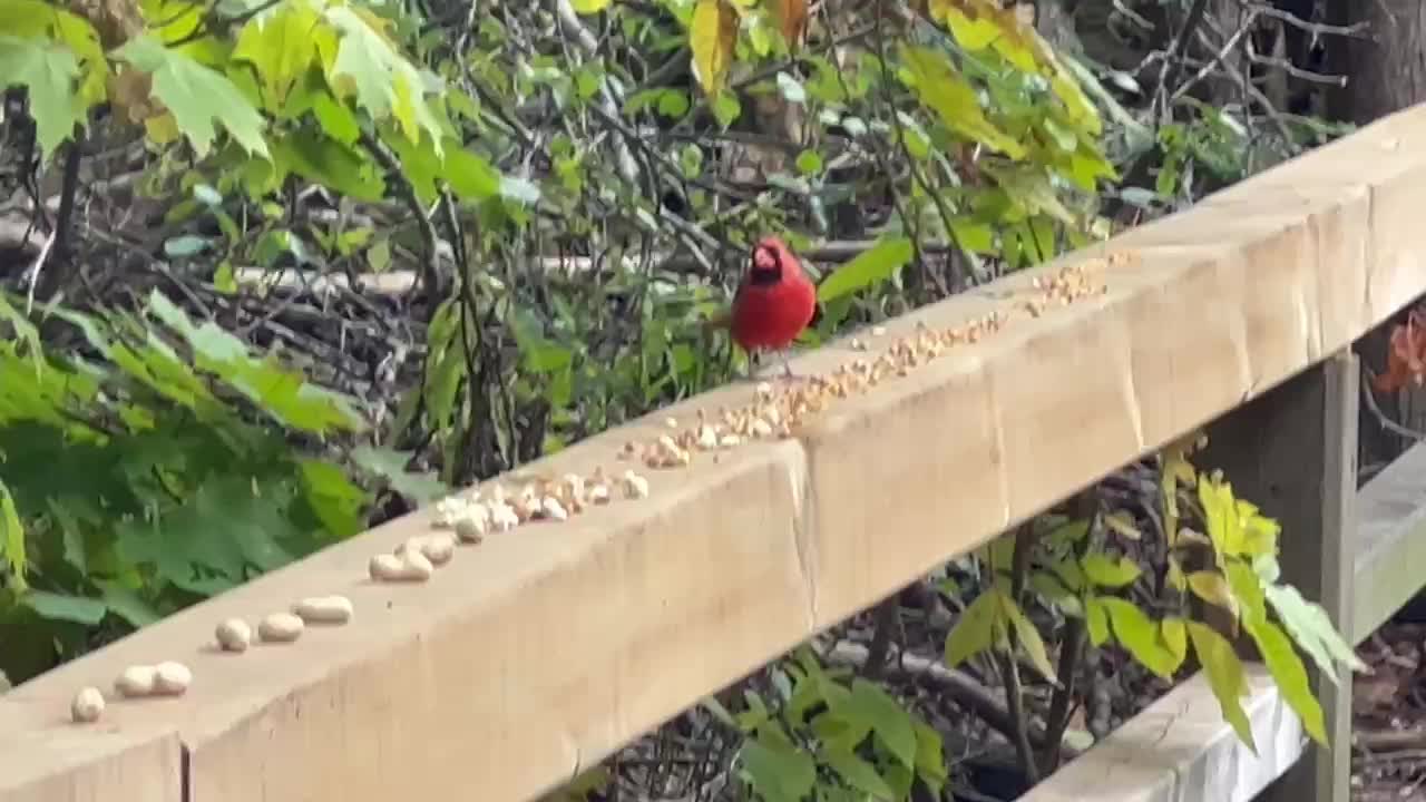 Male Cardinal James Gardens Toronto