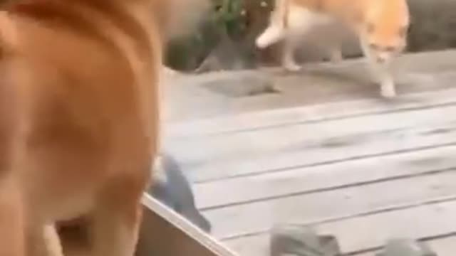 Cats and dogs fighting very funny shorts clips hub
