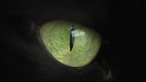 Extreme close-up of a green eye of a black cat. Halloween symbol