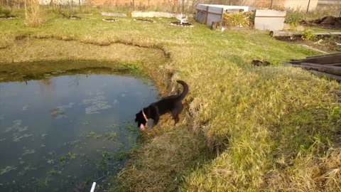 Water fun with dogs