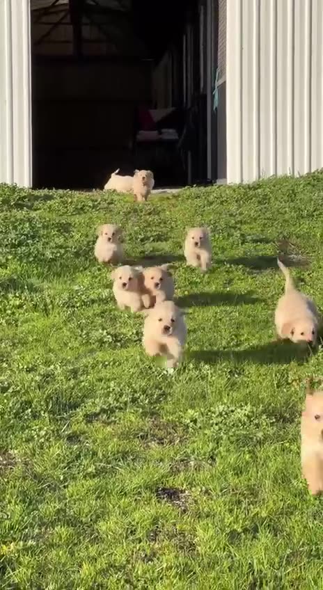 Доброе утро, друзья!Bom Dia amigos!