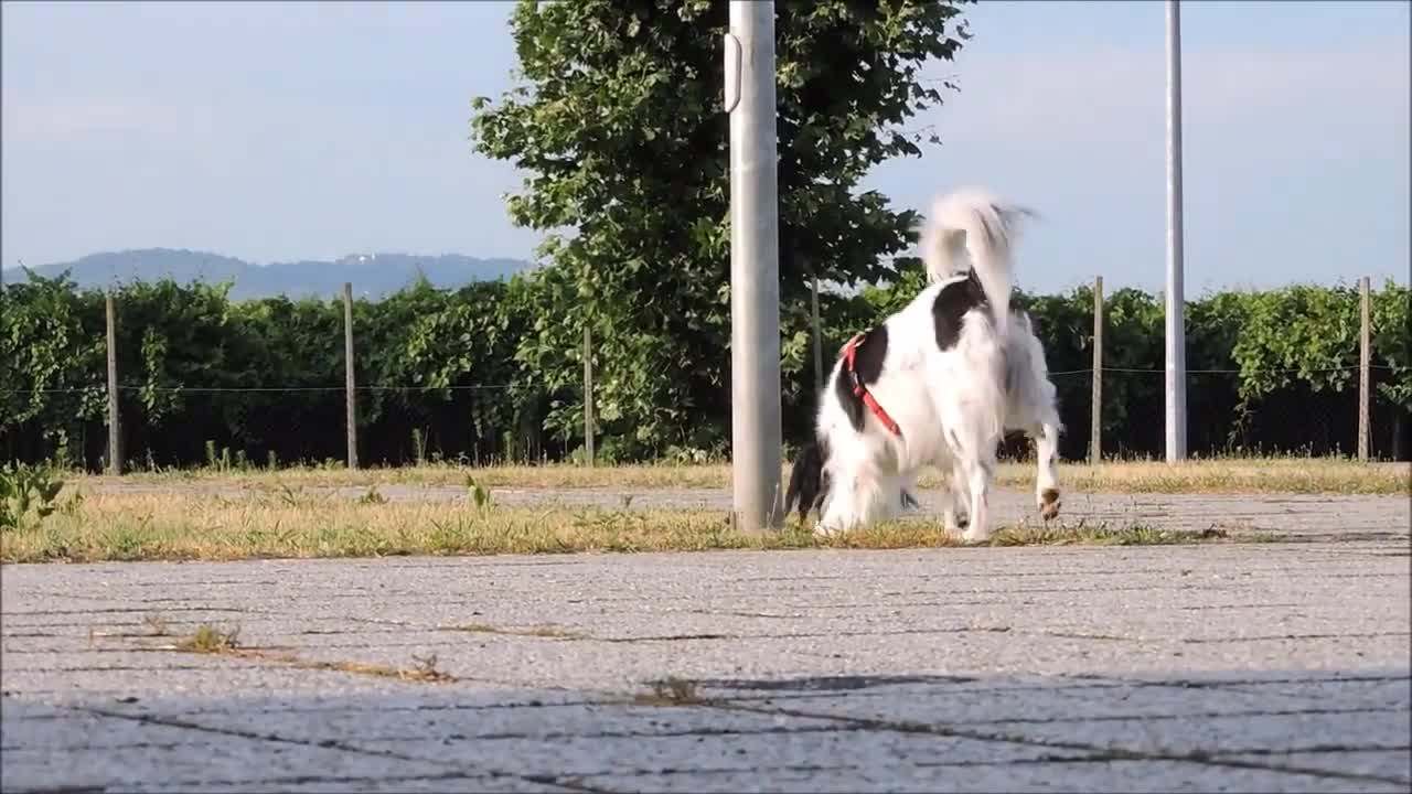 Dog stock Footage Pet Animal