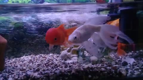 Aquarium fish | Аквариумные рыбки