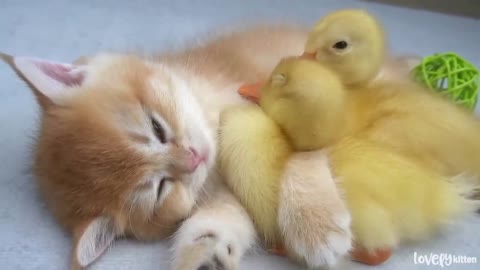 Ducklings want to sleep with the kitten