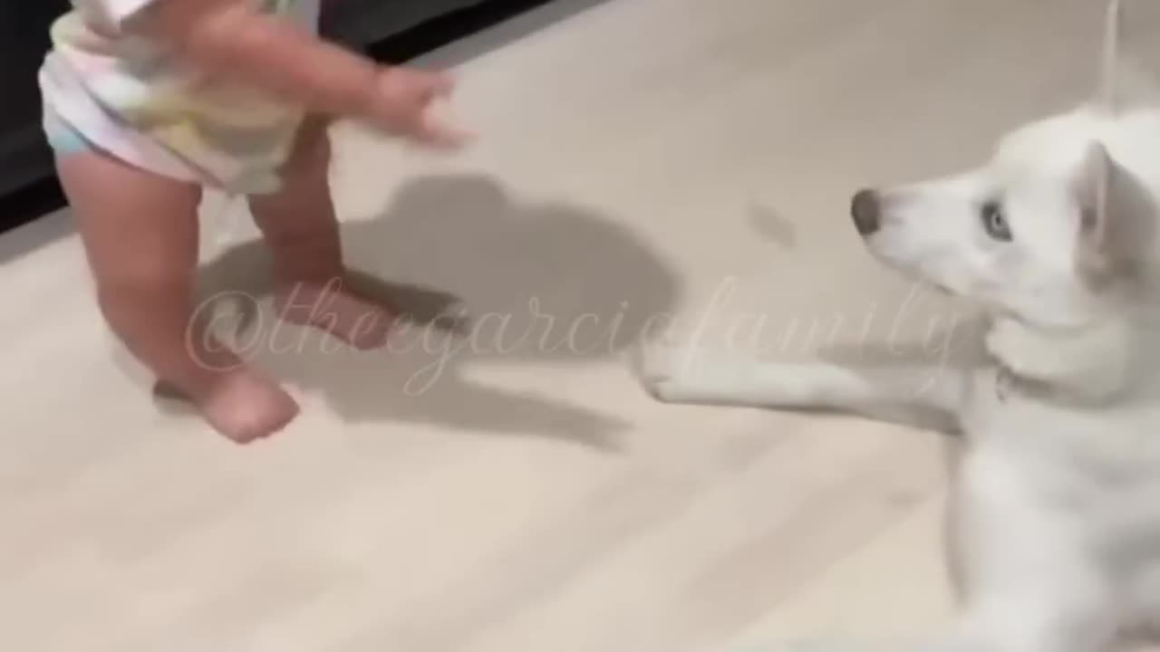 BABY DOG TRAINER!