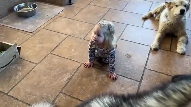 Adorable Baby Girl Convinces Wolves To Howl! They Go Crazy! (Cutest Ever!!)