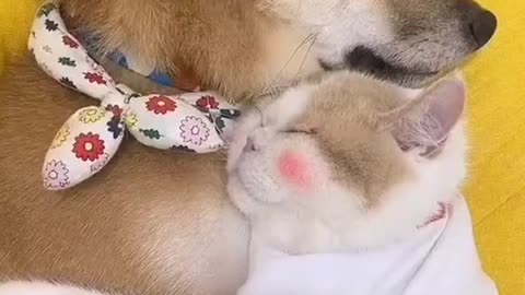 Милые животные